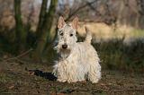 SCOTTISH TERRIER 015